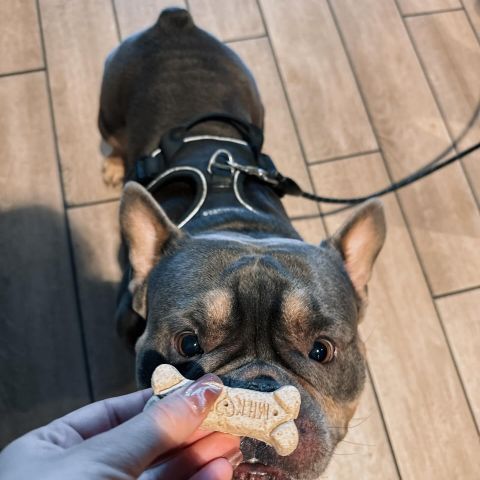 Four-legged residents welcome 🐶 Because your pets deserve a place to call home too! 🏡 

With Julia Davis Park just steps away and miles of Greenbelt trails to explore, your four-legged friend will have endless adventures, sniffs, and zoomies ahead. 🐾 

#petfriendly #local #boise #localliving #idaho #downtown #dog