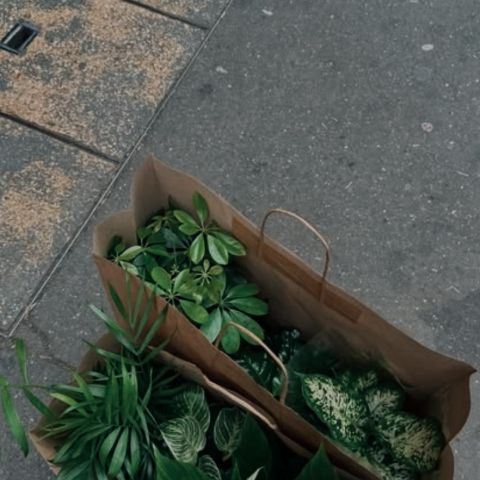 Looking to freshen up your space with a little greenery? 🌿✨

We’ve teamed up with @easyplant to help you elevate your home with beautiful plants that are actually easy to care for! 🪴

Use code BESTDAMNPLANT for 20% off + FREE shipping on your next order! 💚

A happier home is just one plant away. 🌱