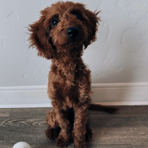 LOCAL is where paws are always welcome because home is better with your best friend. 🐾

#livelocal #petfriendly #downtownboise