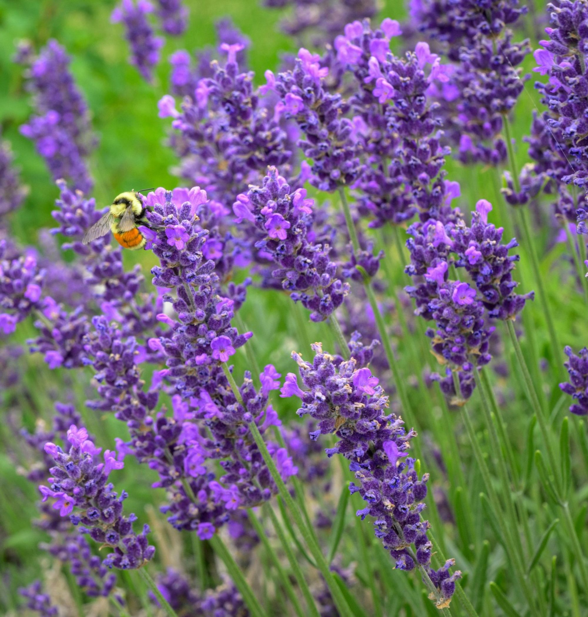 A bee on vibrant purple lavender flowers with green leaves in the background near LOCAL Boise apartments.