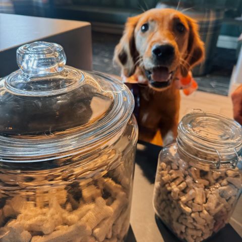 Another day, another adorable neighbor 🐶💕

#localboise #petfriendly #dogsoflocal