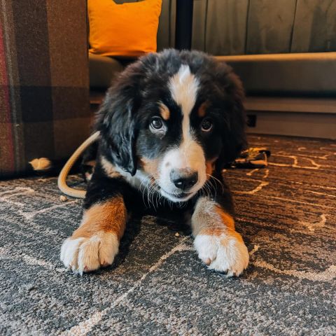 Four-legged residents welcome 🐶 Because your pets deserve a place to call home too! 🏡

With Julia Davis Park just steps away and miles of Greenbelt trails to explore, your four-legged friend will have endless adventures, sniffs, and zoomies ahead. 🐾

#PetFriendlyLiving #DogApproved #FourLeggedFriend #LiveDowntown #LiveLOCAL #Boise #DowntownBoise