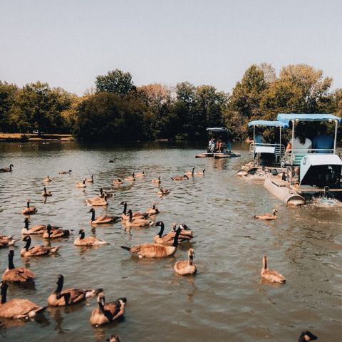 Paddle boat season is back at Julia Davis Park 🚣‍♀️🌿

The Discovery Center paddle boats are officially open tomorrow, May 2nd! Perfect for a laid-back afternoon on the water, surrounded by wildlife and sunshine!

🕙 Monday–Saturday: 10AM–6PM
🕙 Sunday: 10AM–5PM

Even better? LOCAL is just a 5-minute walk away from the Discovery Center making it an easy go-to for a fun, spontaneous outing 🌞

💻 dcidaho.org/paddleboats for more info!

#weekendfun #downtownboise #boise #juliadavispark